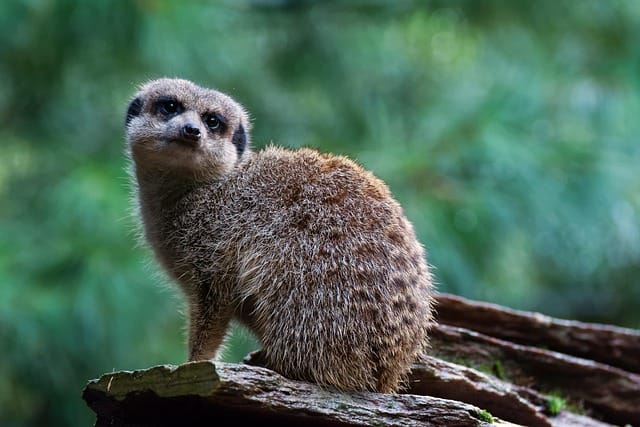 Meerkat