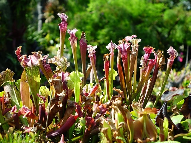 Venus fly trap plant