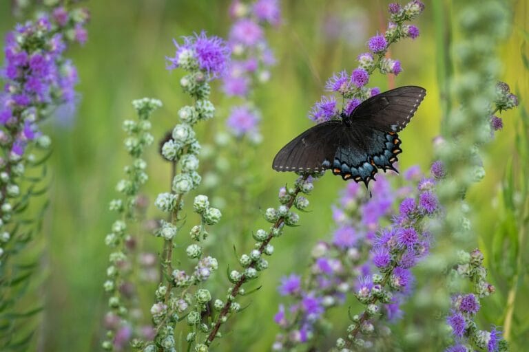 Butterfly on purple flowers