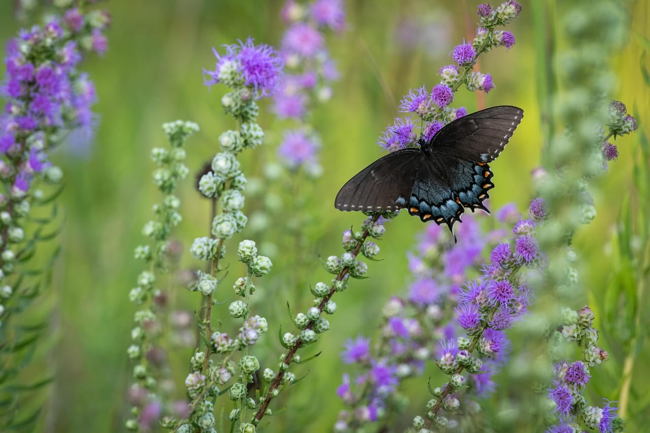 Butterfly on purple flowers